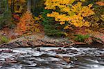 Ruisseau en automne, le Parc Provincial Algonquin, Ontario, Canada
