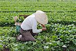 Agriculteur Picking épinards