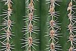 Aiguilles de Cactus Cardon