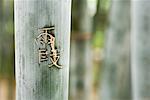 Chinesische Schriftzeichen geschnitzt in Bambus, Nahaufnahme