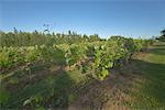 Grape Vines, Prince Edward Island, Canada