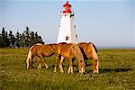 Chevaux Palomino et phare de Panmure Island, Prince Edward Island, Canada