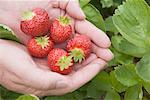 Person Holding Strawberries