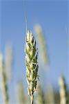 Close-up of Wheat