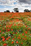 Champ de coquelicots