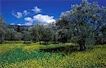Olive trees in a meadow