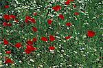 Poppies in a field