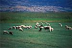 Sheep grazing in a meadow