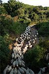 Moutons sur un chemin d'accès