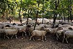 Troupeau de moutons parmi les arbres