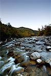 Rivière qui coule à travers la forêt