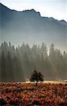 Lumière du soleil qui tombe sur les arbres