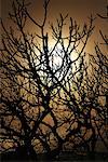 Himmel über Tree Branch silhouette