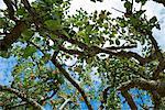 Apple Tree, Salt Spring Island, British Columbia, Canada