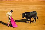 Matador and Bull in Bullfighting Ring,