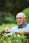 Man Trimming Hedge