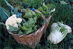 Cauliflower,fennel and lettuce in a basket