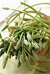 Basket of wild asparagus