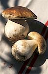 Cep mushrooms