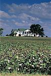 Maison et champ de coton, Tennessee, États-Unis