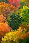 Autumn Leaves, Vancouver, British Columbia, Canada