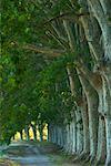 Chemin bordé d'arbres Carcassonne, France