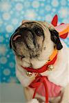 Mops im Weihnachts-Outfit