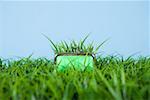 Grass growing out of a purse