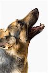 Close-up of a German Shepherd howling