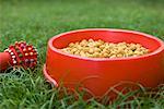 Close-up of dog food in a dog bowl with a chew toy