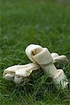 Gros plan des os de chien sur l'herbe