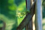 Guirlande verte dans le jardin, gros plan