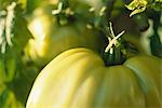 Yellow  tomatoes growing in vegetable garden, extreme close-up