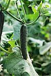 Cucumber growing in garden, close-up