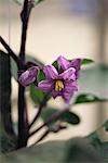 Eggplant plant in bloom, close-up