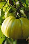 Yellow tomato on vine