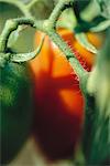 Tomatoes on vine, extreme close-up