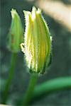 Zucchini blossoms