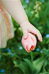 Toddler girl touching tulip, cropped view of arm