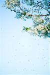Kirschbaum und Blütenblätter floating in den Himmel