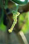 Tendril in vegetable garden, extreme close-up