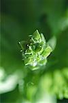 Abstract view of basil plant, extreme close-up