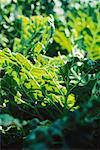 Chard growing in garden, extreme close-up