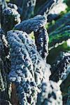 Chard covered with frost in garden, extreme close-up