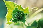 Leafs and tendrils in vegetable garden, extreme close-up