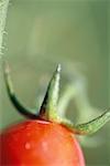 Tomato, extreme close-up