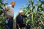 Men Checking Corn in Cornfield