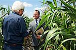 Agriculteur et homme d'affaires dans le champ de maïs