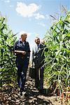 Agriculteur et homme d'affaires dans le champ de maïs