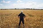 Homme debout dans le champ de blé